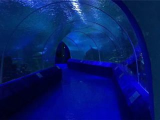 180 utawa 90 Degree Acrylic Panels kanggo Aquarium Tunnel