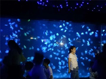 Kaca tangki aquarium ubur-ubur 2018