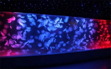 Akrilik Jellyfish Tank