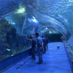 Proyek samudra akrilik terowongan ing aquarium umum