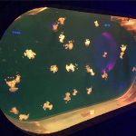Fish Tank Large Acrylic Aquarium