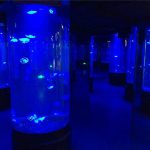 akrilik tank aquarium jellyfish